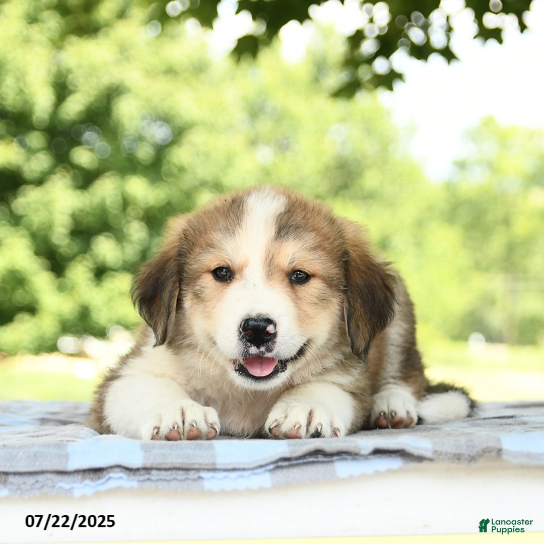 Great Pyrenees dogs for sale: Linda - Image 2