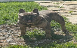 French Bulldog dogs for sale: August - Image 1
