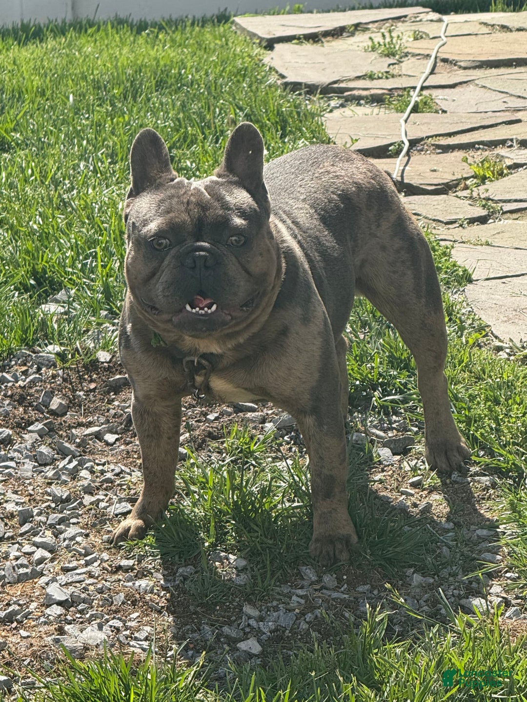 French Bulldog dogs for sale: August - Image 1