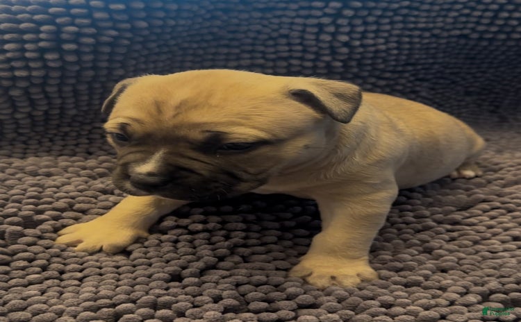 American Pit Bull Terrier dogs for sale - Ad 3