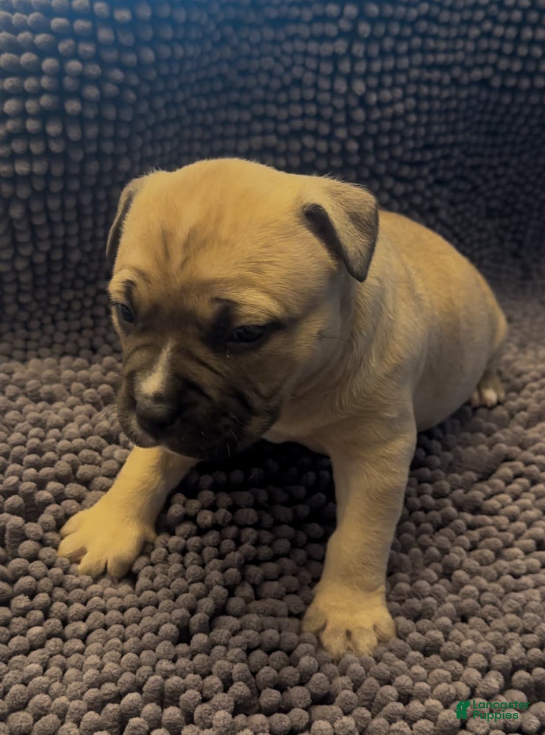 American Pit Bull Terrier dogs for sale: Jubilee - Image 1