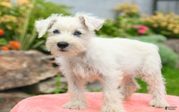 Miniature Schnauzer dogs for sale: Lake - Image 2