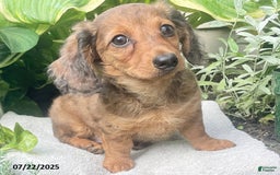 Miniature Dachshund dogs for sale: Capptain Coffee - Image 3