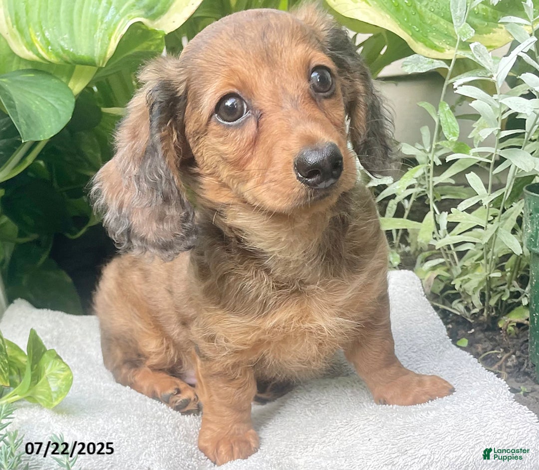 Miniature Dachshund dogs for sale: Capptain Coffee - Image 3