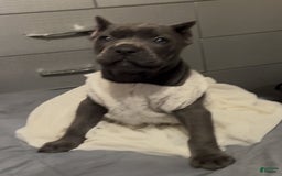 Cane Corso dogs for sale: Ms.Puff - Image 3