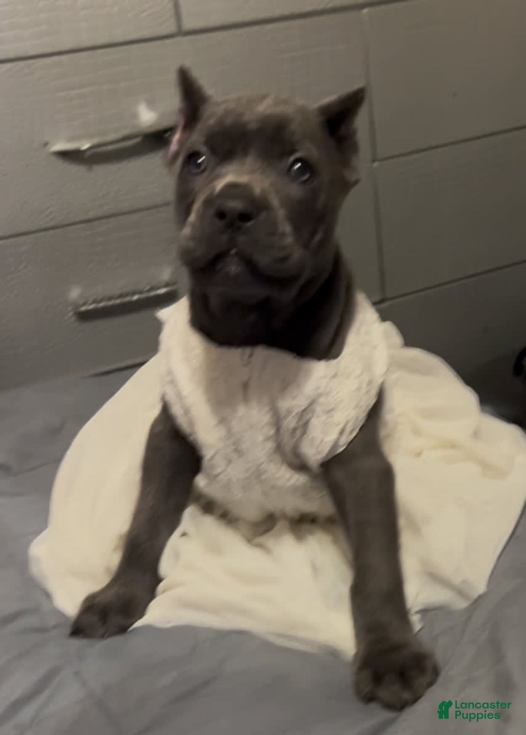 Cane Corso dogs for sale: Ms.Puff - Image 3
