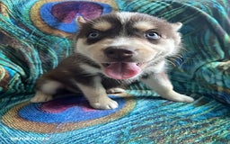 Pomsky dogs for sale: Rover - Image 2