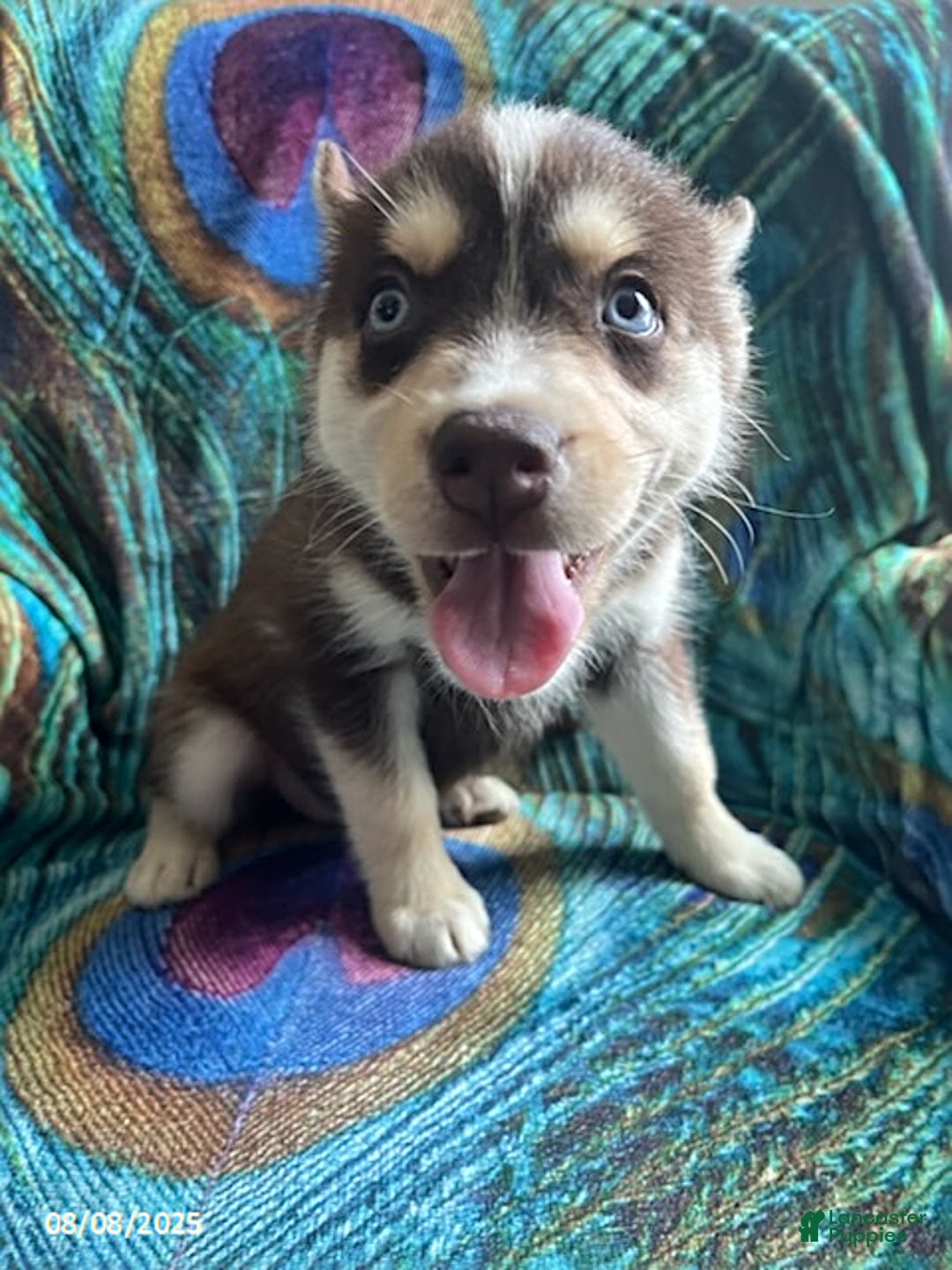 Pomsky dogs for sale: Rover - Image 2