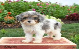 Miniature Poodle dogs for sale: Nova - Image 2