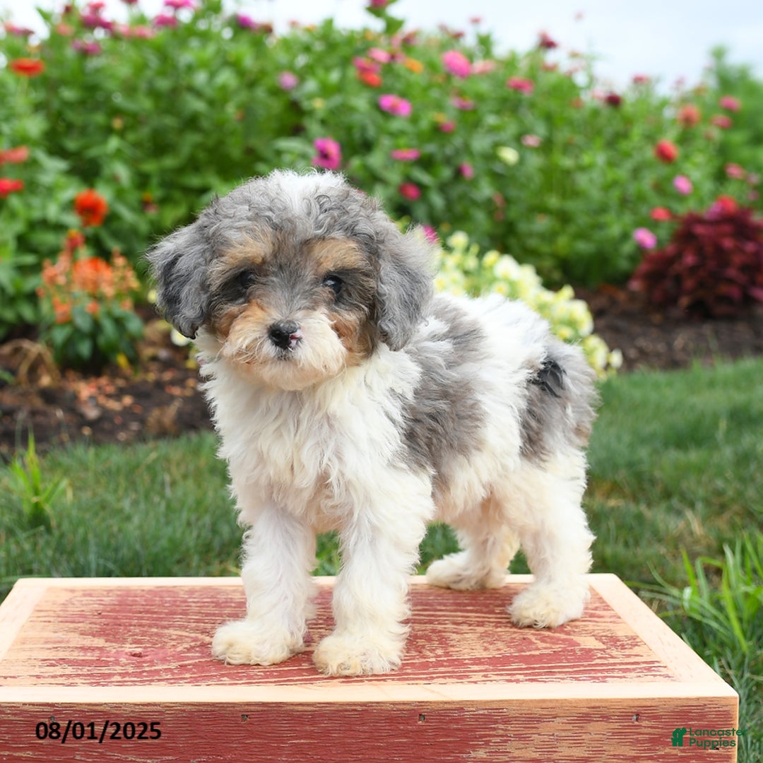 Miniature Poodle dogs for sale: Nova - Image 2