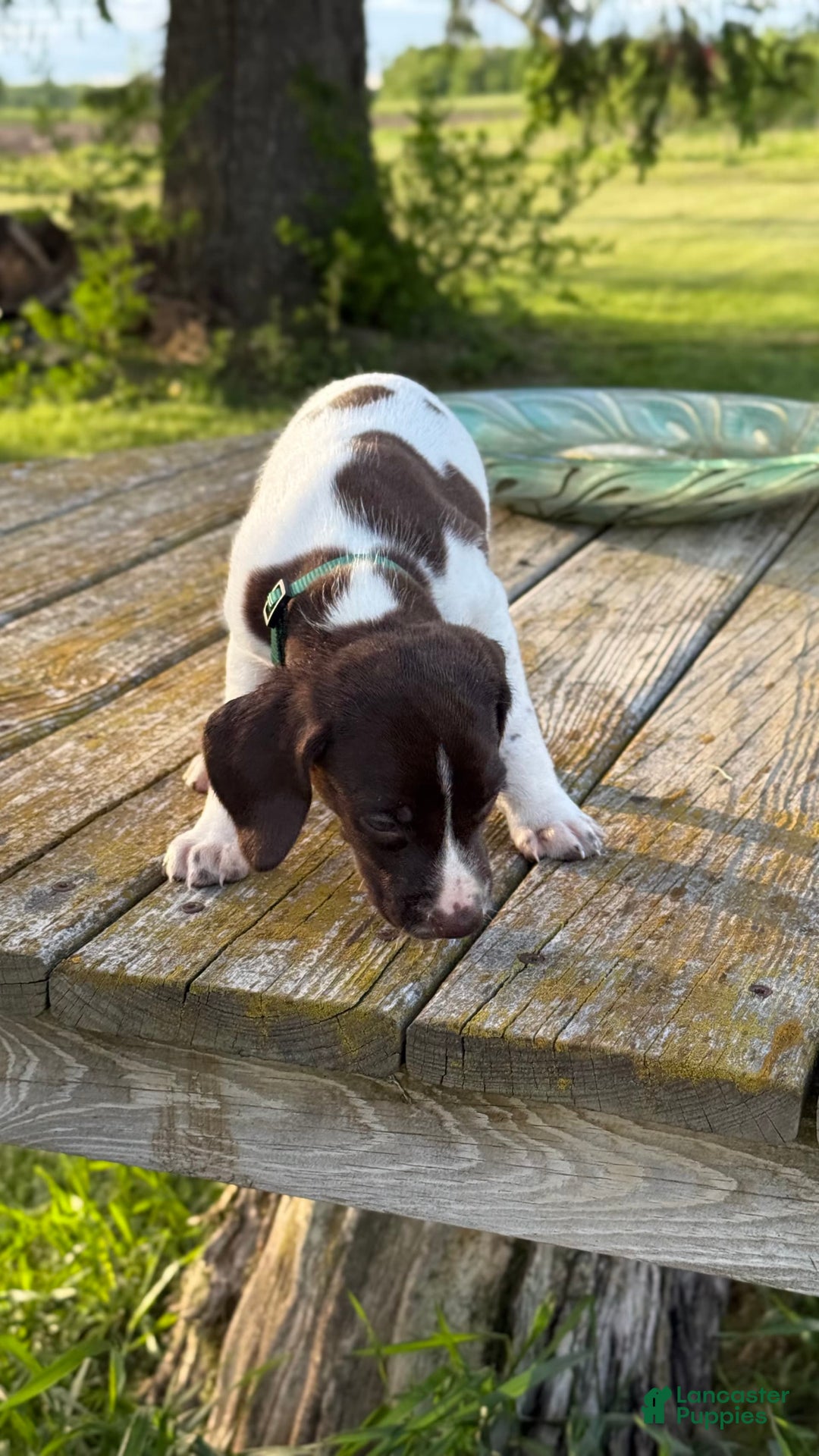 German Shorthaired Pointer dogs for sale: Green - Image 3