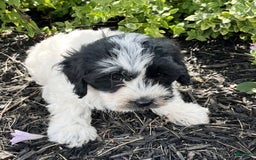 Havanese dogs for sale: Blaze - Image 1