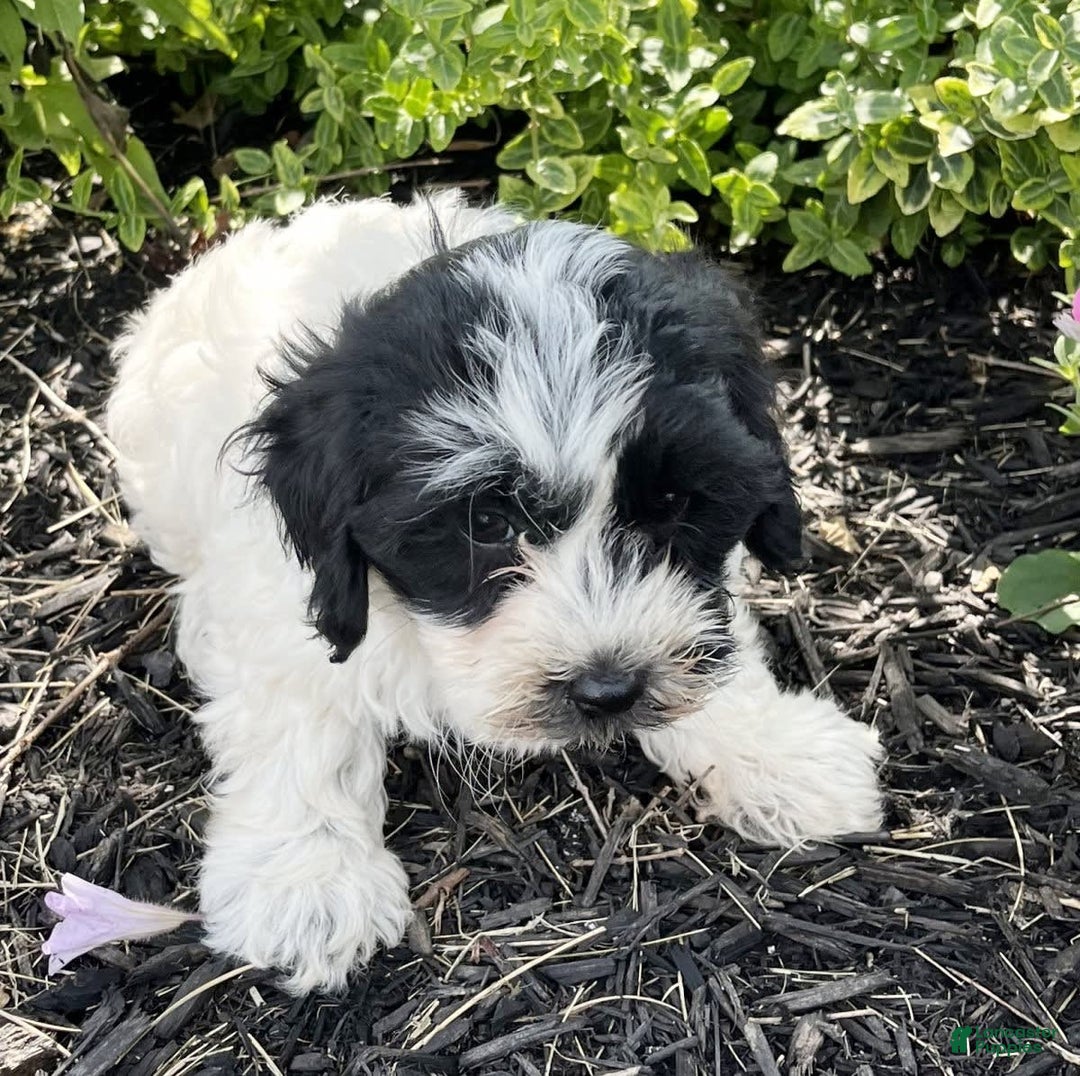 Havanese dogs for sale: Blaze - Image 1