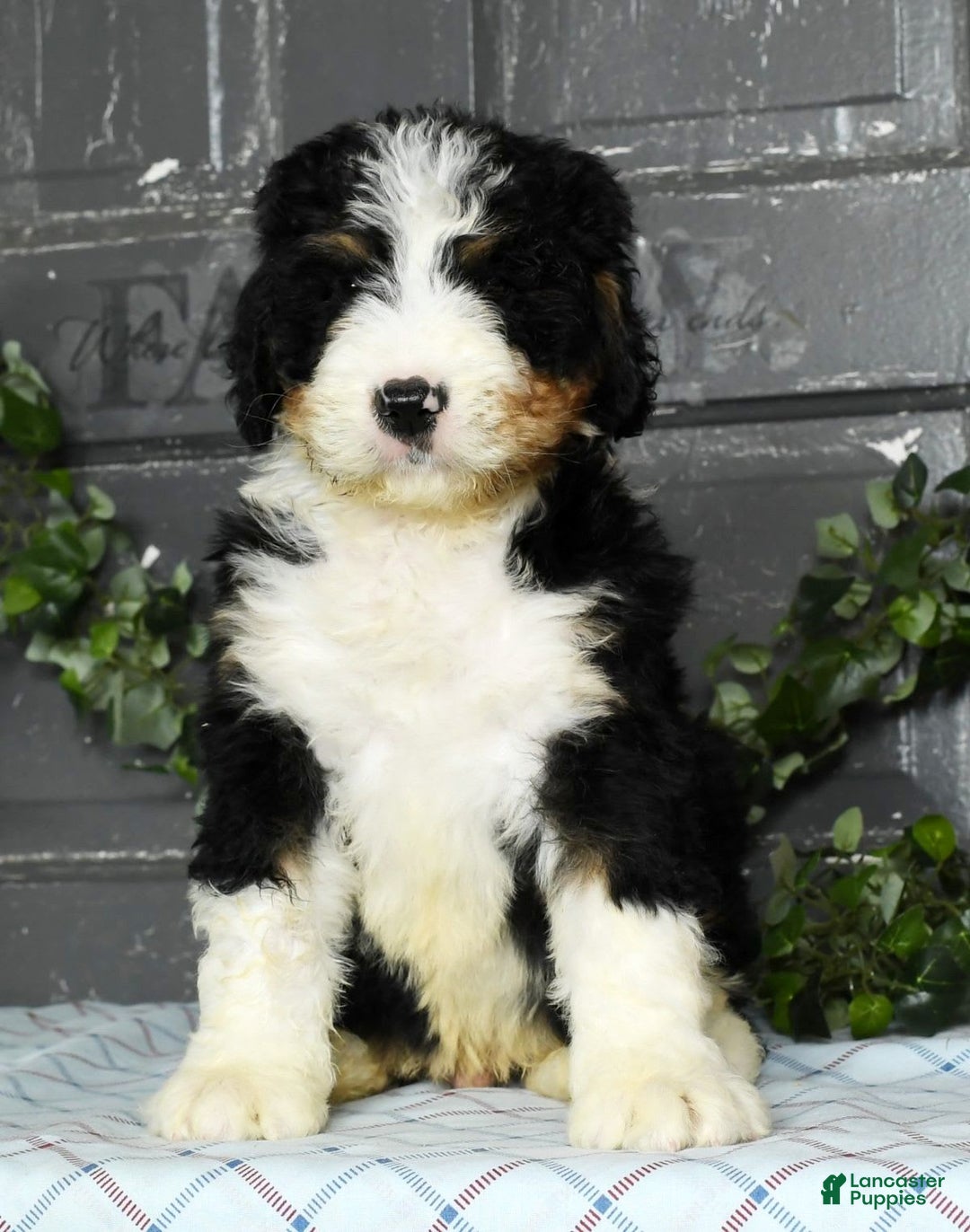 Bernedoodle dogs for sale: Doran - Image 1
