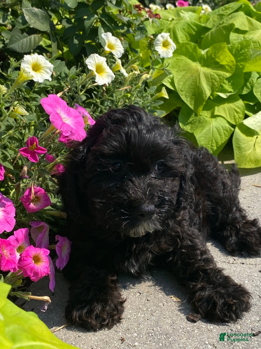 Lhasapoo dogs for sale: Jorden - Image 2