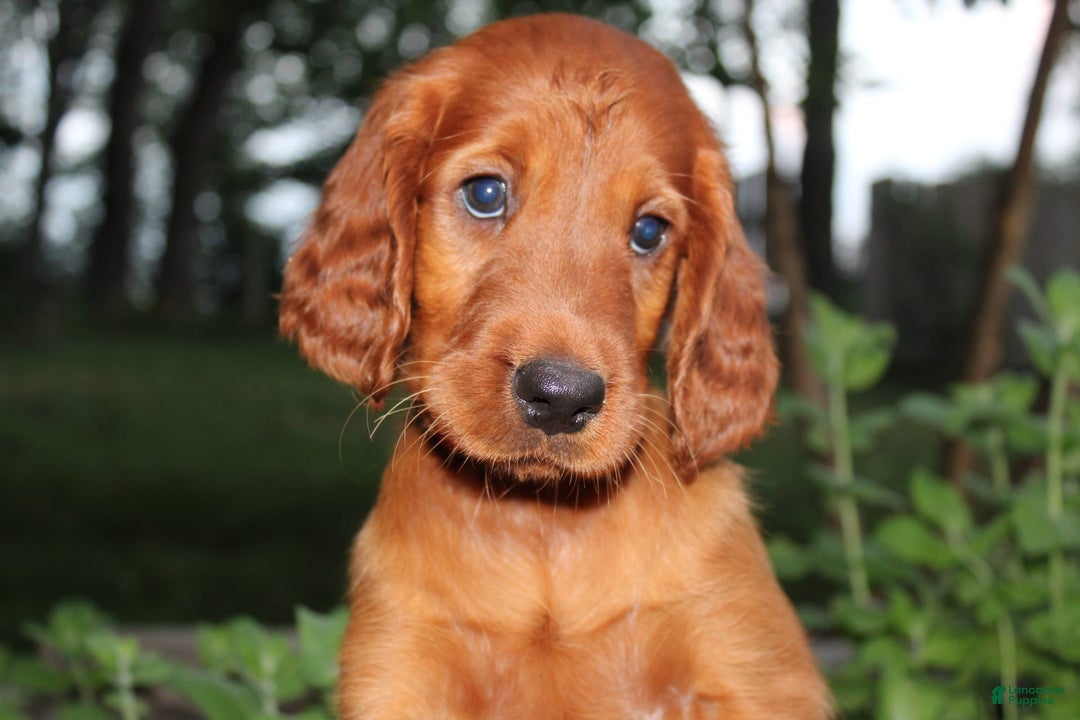 Irish Setter dogs for sale: Flossy - Image 3