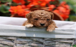 Toy Poodle dogs for sale: Ellie - Image 17