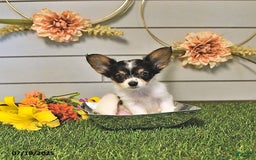 Papillon dogs for sale: Leo - Image 9
