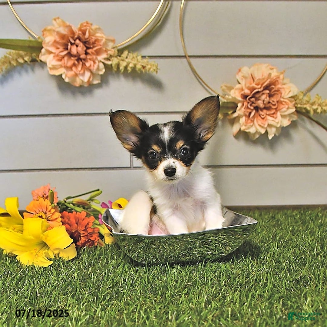 Papillon dogs for sale: Leo - Image 9