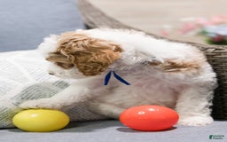 Standard Poodle dogs for sale: Frosting - Image 3