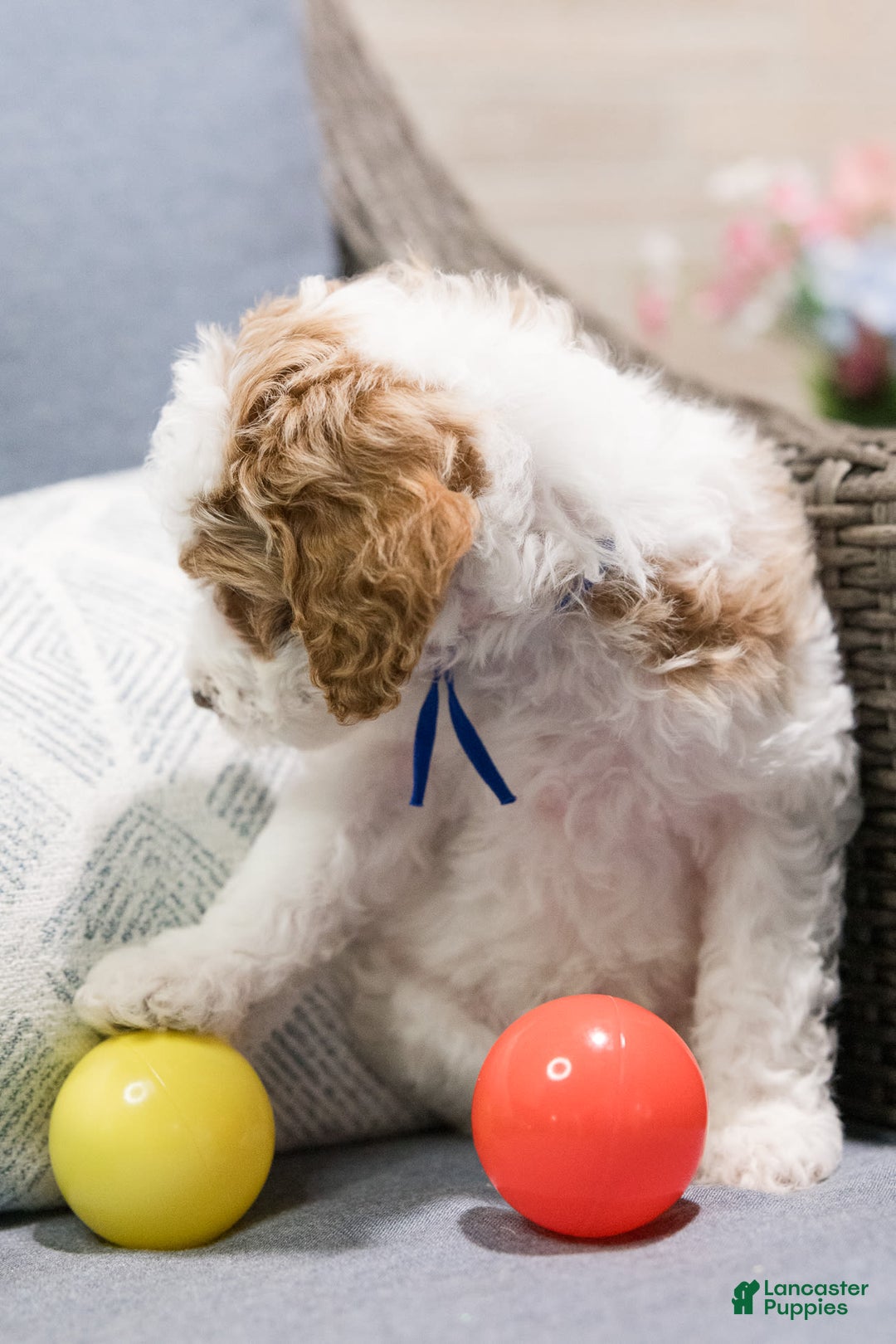 Standard Poodle dogs for sale: Frosting - Image 3