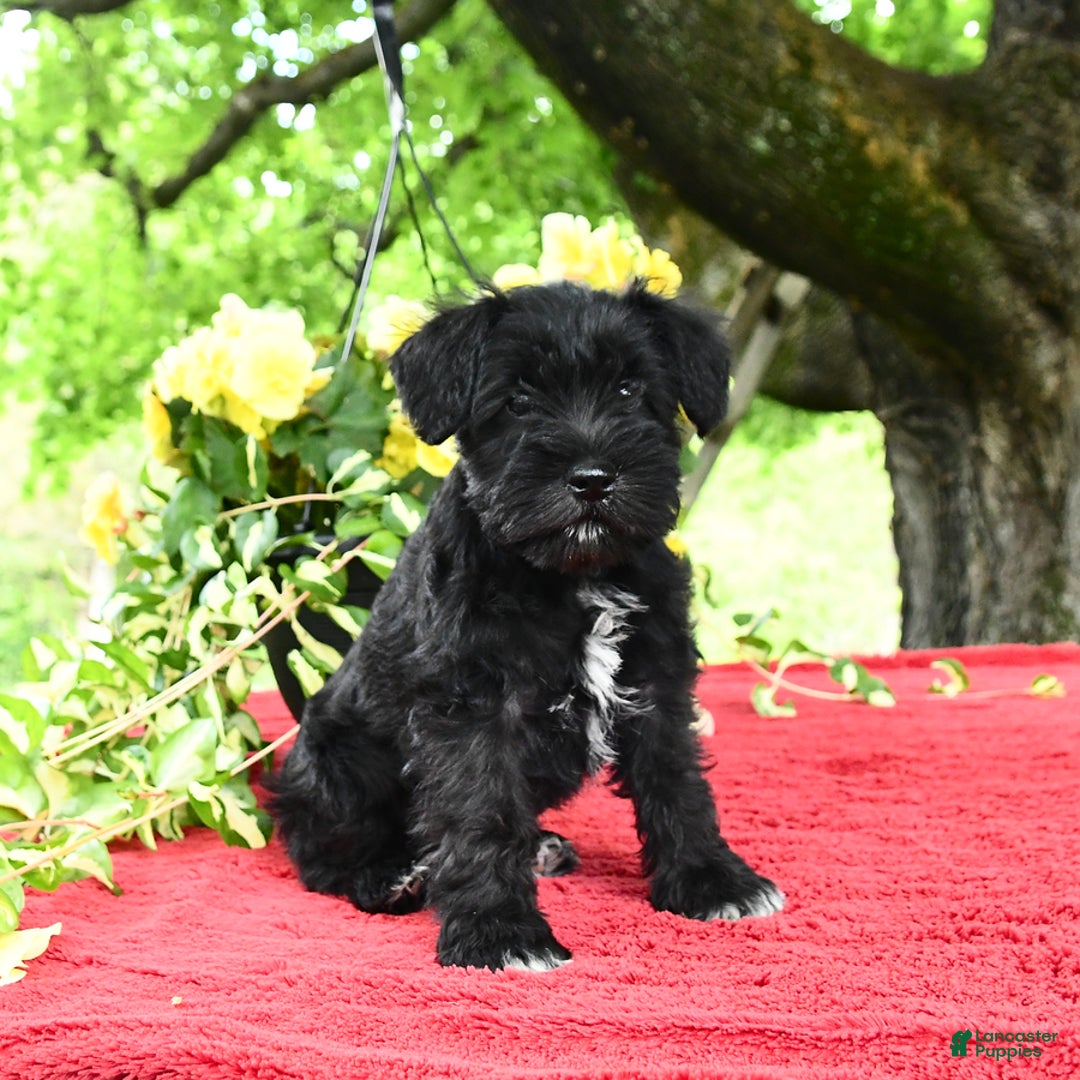 Miniature Schnauzer dogs for sale: Pearl - Image 5