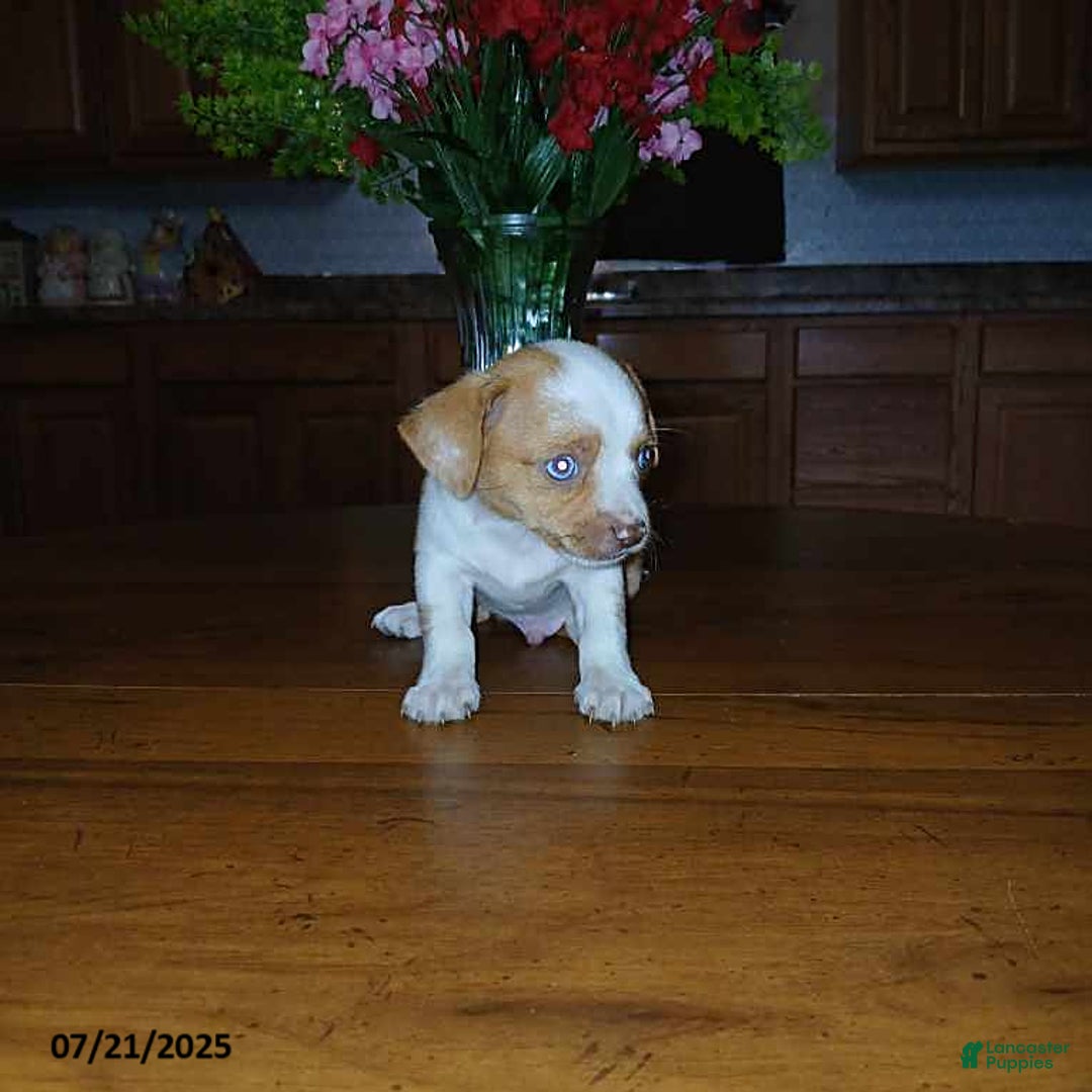Chihuahua dogs for sale: Sport - Image 3