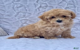 Bichpoo dogs for sale: Cassie - Image 6