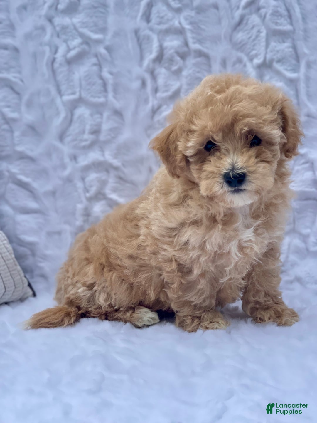 Bichpoo dogs for sale: Cassie - Image 6