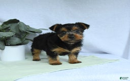 Yorkshire Terrier dogs for sale: Echo - Image 5