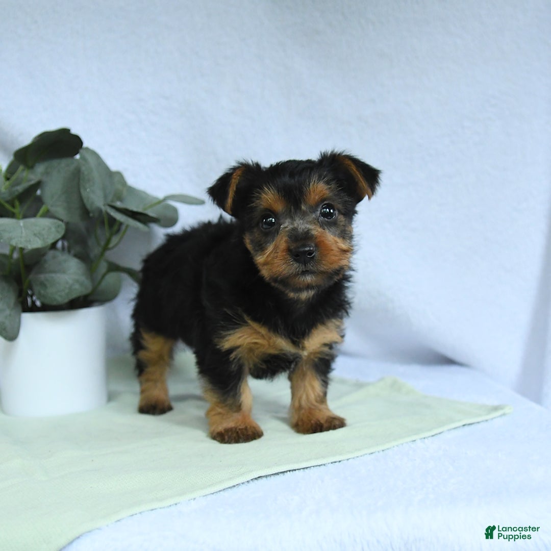 Yorkshire Terrier dogs for sale: Echo - Image 5