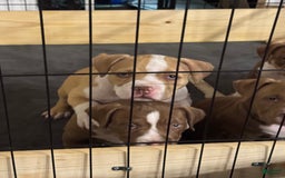 American Bully dogs for sale: Bailey - Image 7