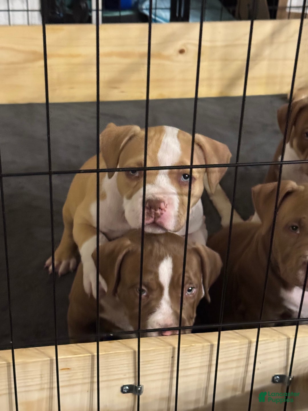 American Bully dogs for sale: Bailey - Image 7