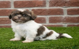 Shih Tzu dogs for sale: Lacey - Image 7