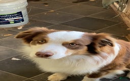 Australian Shepherd dogs for sale: Jose - Image 8