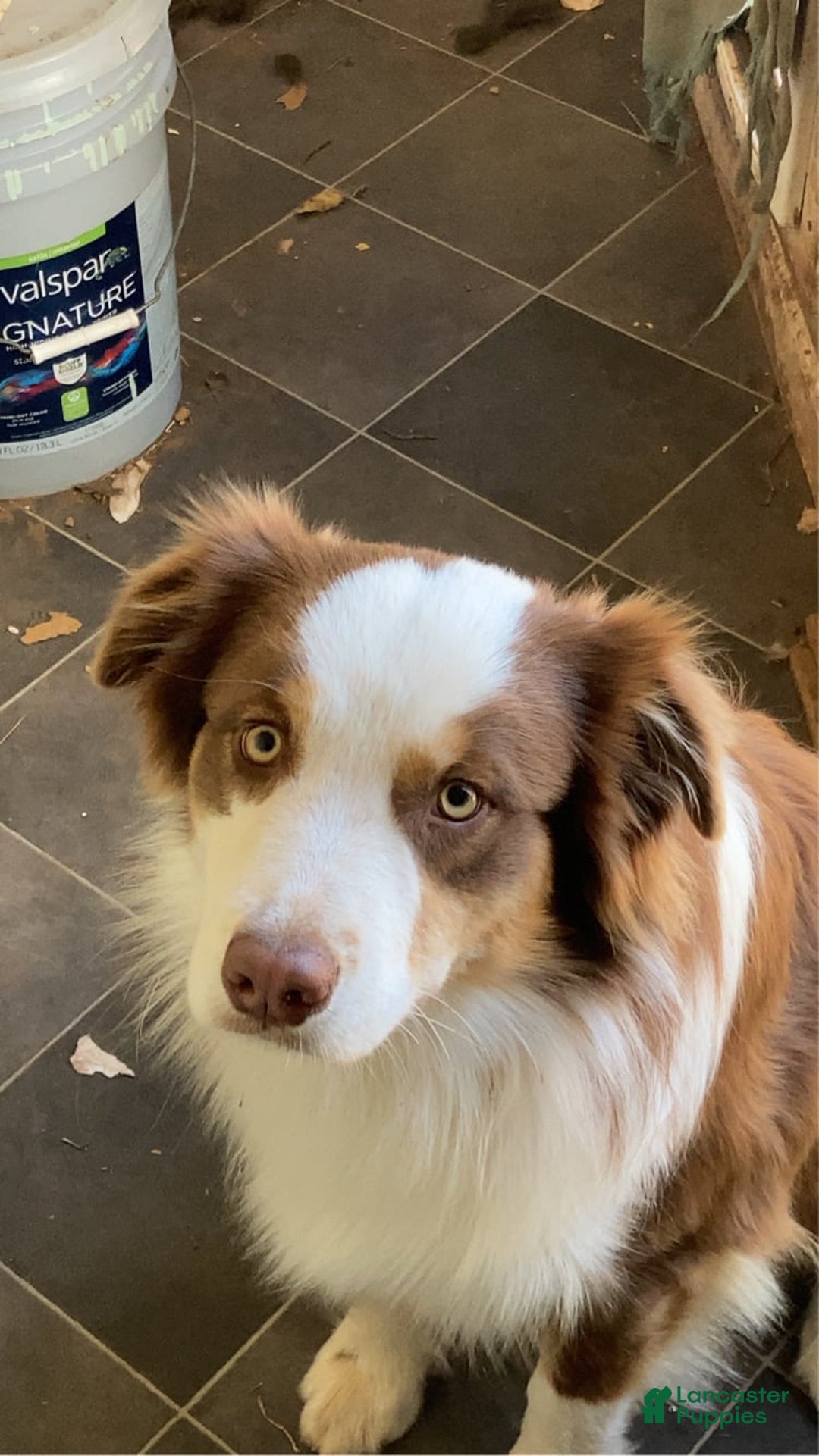 Australian Shepherd dogs for sale: Jose - Image 8