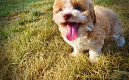 Havapoo dogs for sale: Jinga - Image 8