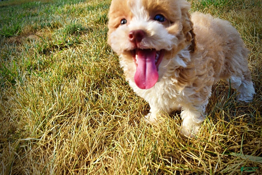 Havapoo dogs for sale: Jinga - Image 8