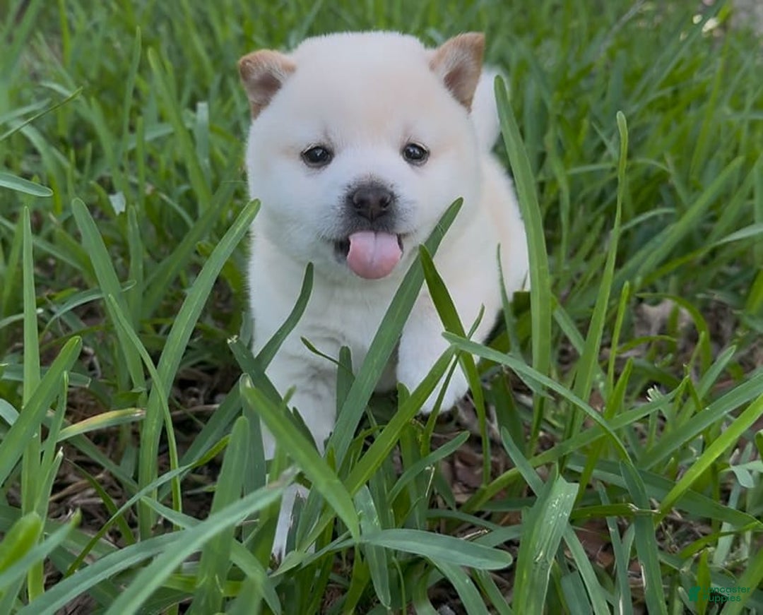 Shiba Inu dogs for sale: Yuki - Image 9