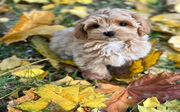 Maltipoo dogs for sale: Barny - Image 2