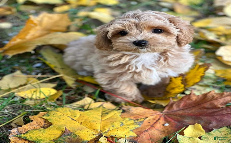 Maltipoo dogs - Advert 15
