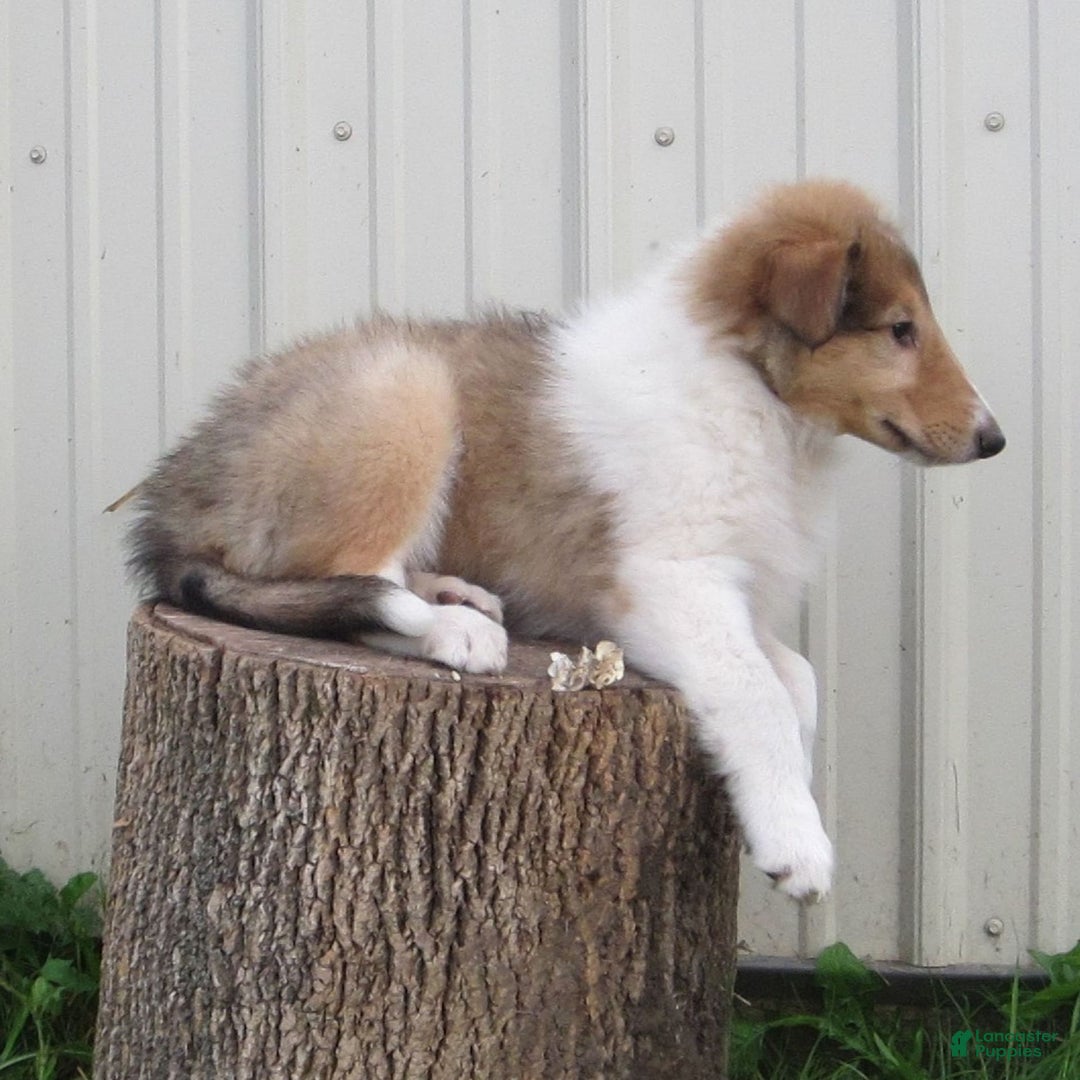 Collie dogs for sale: Albert - Image 3