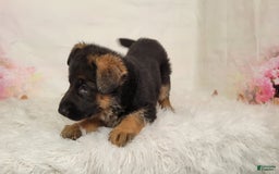 German Shepherd dogs for sale: Tala - Image 2