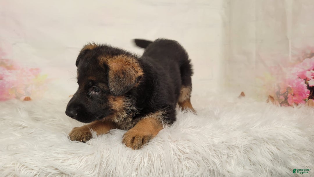 German Shepherd dogs for sale: Tala - Image 2