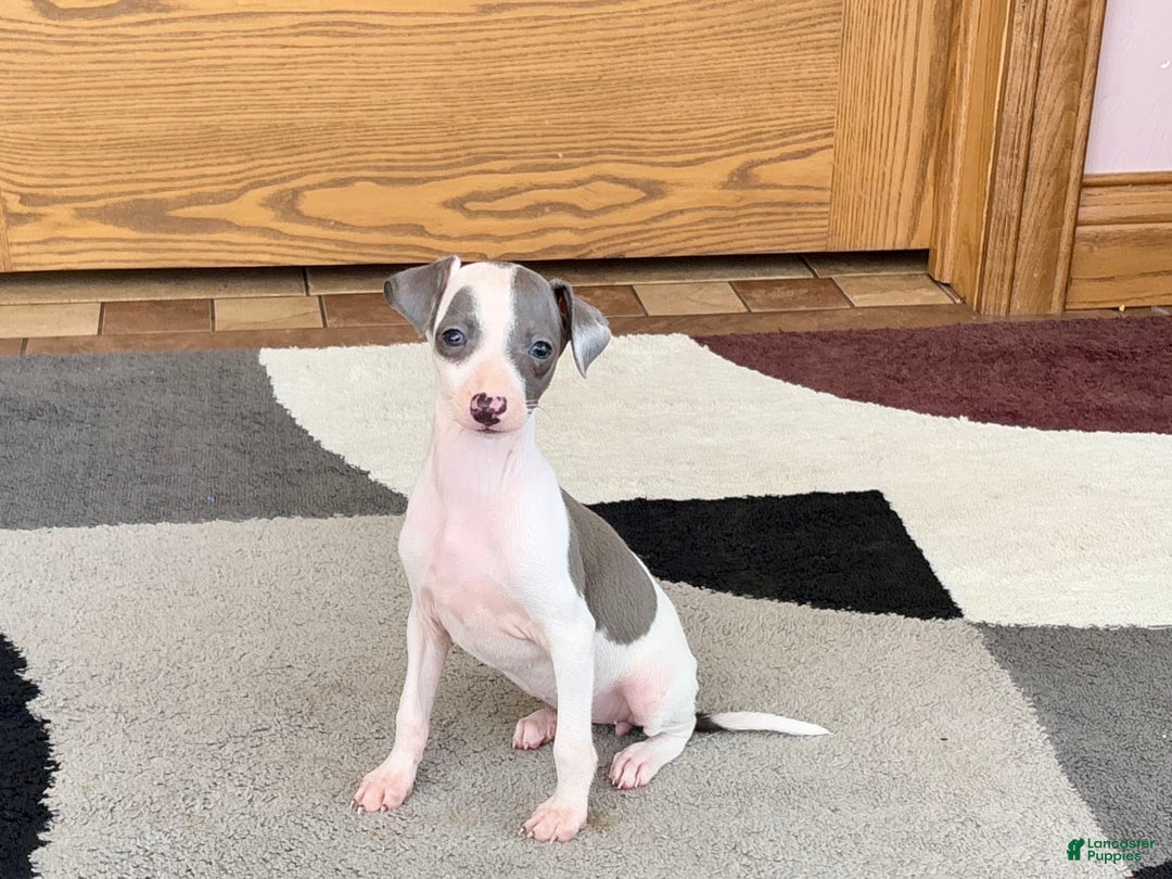 Italian Greyhound dogs for sale: Tina - Image 9