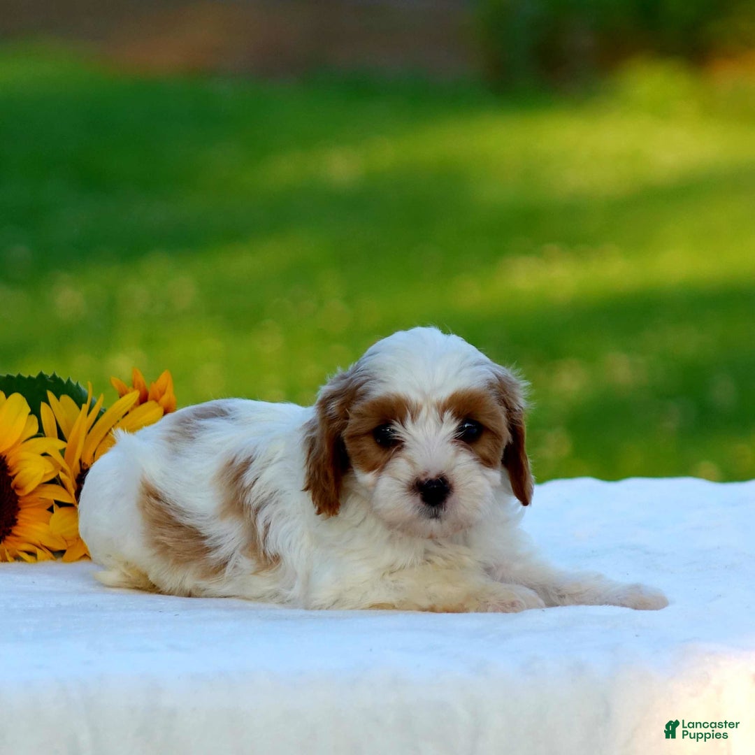 Cavapoo dogs for sale: Max - Image 1