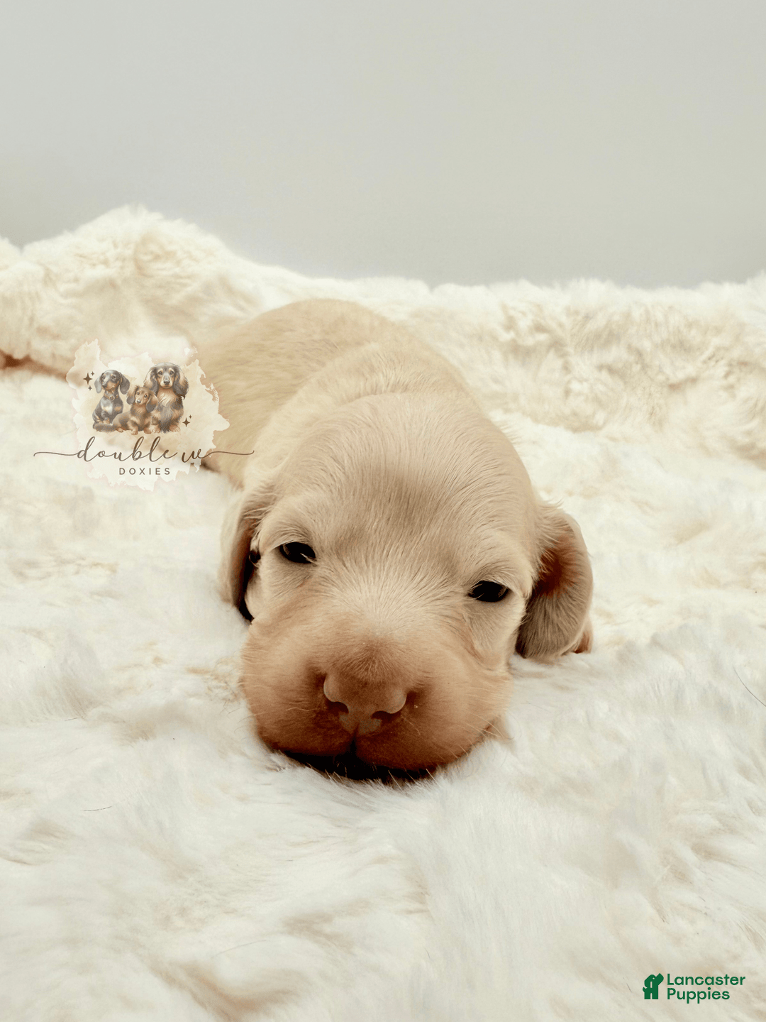 Miniature Dachshund dogs for sale: Miniature Dachshund 3 puppies - Image 3