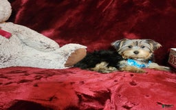 Yorkshire Terrier dogs for sale: LOUIE - Image 7