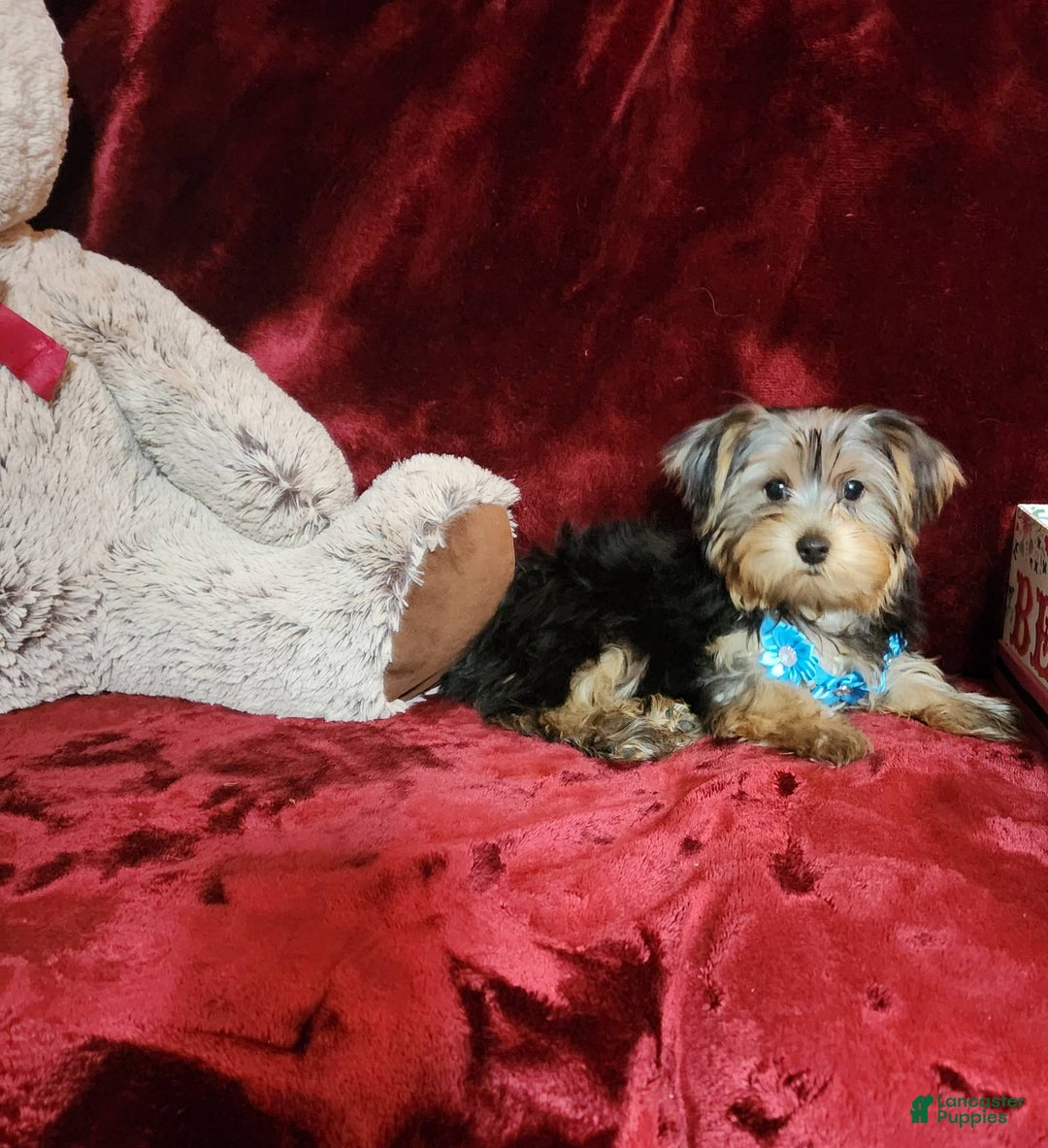 Yorkshire Terrier dogs for sale: LOUIE - Image 7