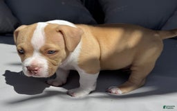 American Bully dogs for sale: Bella - Image 7